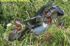 tricolored heron feeding chicks